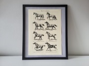 Obraz grafika konie (5) chody konia