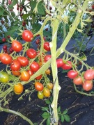 Pomidor Koktajlowy Malinowy Smaczek 