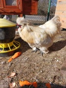 Sprzedam koguty rasy Silka