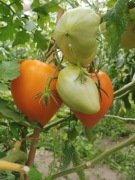 Pomidor ANNA Banana Russian nasiona Kolekcjonerskie 