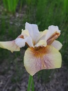 Irys syberyjski 'Sound and Spirit' Iris sibirica