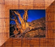 Drzewa, konary, korzenie, skały. Obraz. 55x47