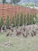 Kaczki biegusy na ślimaki