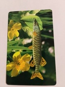 127K Ogrody i Stawy-Szczupak