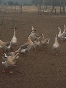 Sprzedam gęsi Karłowice opolskie Gąski są z wiosny tel 721485333