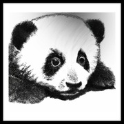 Obraz na Ścianę Panda, do Wydruku. w Stylu Rysunku