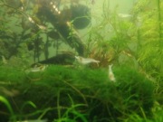 Krewetki white pearl 