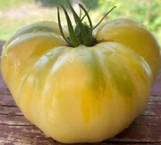 Pomidor White Tomesol nasiona kolekcjonerskie