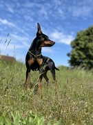 Reproduktor Pinczer miniaturowy 