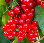 Porzeczka czarna i czerwona 17 zł. 10+3 sztuki gratis 