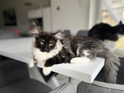 Kotka Maine Coon FPL domowa hodowla