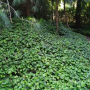 Bluszcz hedera 150-190 cm w dużych donicach kępa 