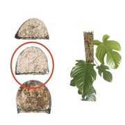 Palik z mchu sphagnum podpora Grow vertical 100x5 z nóżkami XL ŁĄCZONY