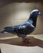 Samiec Eijerkamp 100% 2023 dwuletni gołąb pocztowy