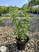 Buddleja davidii Black Knight 40-60cm, Empire Blue pień 60cm, budleja
