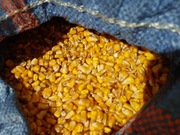 Kukurydza 25kg, Paszowa sucha,  całe ziarna – Zbiór 2025 | Pasza i zanęta