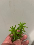 Tonina Tocantins – Sadzonka ok. 10 cm, hodowla podwodna