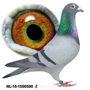 Samiec 100% Jan Hooymans Inbred na "Harry"