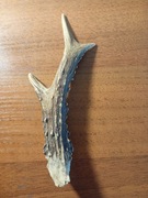 Poroże sarny, naturalne, suche , 16cm (P82)