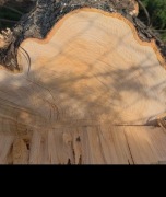 Oddam za darmo drwewno do palenia