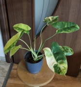Philodendron burle marx variegata 