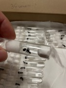 Messor Barbarus red head samotna królowa