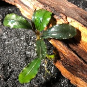 Bucephalandra sp. Brownie Metalica, emersyjna 4-8 cm, również bez CO2