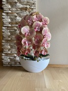 Storczyk XXL jak żywy