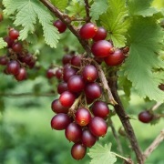 Agrest czerwony sadzonki 2szt do ogródka WYSYŁKA