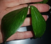 Hoya polyneura splash hoja cięta