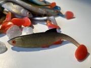 SOSABAITS PŁOĆ 15CM GOLD ORANGE