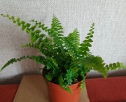 Roślina doniczkowa , paprotka  bostońska.