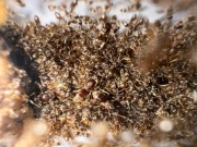 Lasius Neglectus- rzadkie inwazyjne mrówki 6 królowych i 60/80 robotnic