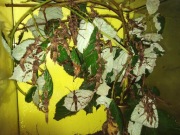 Straszyki north luzon 5szt