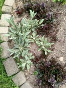 Firletka kwiecista sadzonka