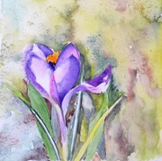 Akwarela 21x21 - "Zwiastuny wiosny"