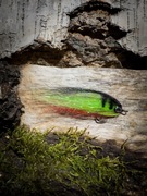 Streamer okoniowy 6/7CM