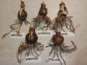 Cebule Hippeastrum (Amarylis)