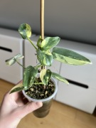 Philodendron Bipennifolium Variegata