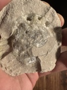 Ładny Amonit wypełniony kryształami, górna jura, okolice Krakowa