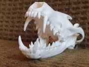 Potężna, medalowa czaszka lisa rudego- 24,13 CIC