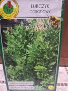 Lubczyk ogrodowy nasiona 