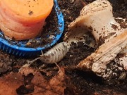 Porcellio laevis Dairy Cow isopody, prosionki 20szt