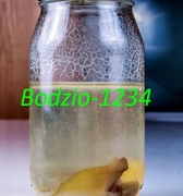 Pokarm dla rybek wegorki octowe turbatrix aceti