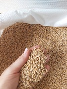 Pszenżyto 25kg ziarno czyszczone 