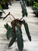 Philodendron billietiae