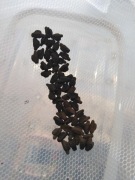 Jaja liśćca pulchriphyllium giganteum 10szt