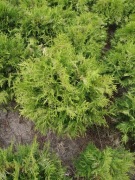 Tuja Danica aurea około 40 cm kula , juta Kraków