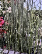 Skrzyp zimowy, zimozielony "bambus"