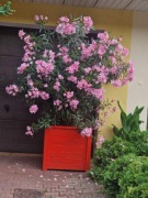 Duży oleander w donicy drewnianej